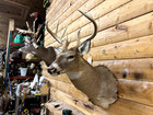 Shoulder Mount 10 Point  White Tail Deer Real Antler Buck Doe Taxidermy Wtd8