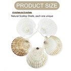 50pcs Scallop Shells For Crafts Large 4  -5   White Beach Natural Shells Bulk Fo