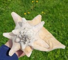 Bahamas Large Conch Seashell Ocean Beach Big Sea Shell Amazing No Hole Or Cracks