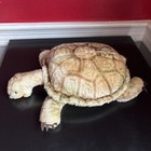 Steiff Tortoise Turtle  slo  Vintage  Mohair  1960s  Huge   12   Great Shape 