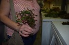 6 Ludwigia Narrow Leaf Plants Easy Aquarium Aquascaping Planted Tank Low Light  