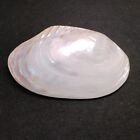 Large Pearlized Mussel Clam Shell Polished Seashell White Mother Of Pearl 7-8 