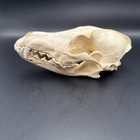 Skulls Taxidermy Coyote And Raccoon Set Of 2