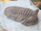 Trilobite Fossil Asaphus Older Than Megalodon 