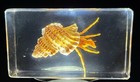72mm Real Hermit Crab In Crystal Clear Lucite Resin Science Education Specimen