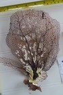 2 - Natural Sea Fan - Coral - Sea Whip - Free Shipping 8 X 6 5   7 X 6 5 Inches