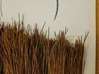 Long Leaf Pine Needles From Florida