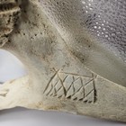 Inuit Antique Whale Vertebrae Carving Moon Man Design