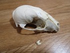 Raccoon Skull Taxidermy Real Bone Skeleton