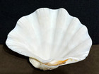 Beautiful Display Giant Clam Shell 9 In  228 Mm  1 53 Lb  694 Gr    653