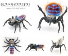 Bandai Gashapon Peacock Spider Action Figure Maratus Speciosus Male 10cm Japan