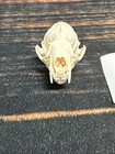 Real Xl Mink Skull Unique Gift Craft Animal Mount Art Model Head Voodoo Decor