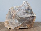 Petrified Wood Fossil Polished Mineral Specimen 6    Display - 6lb 5oz
