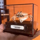 Crab Specimen Real Mursia Armata  Museum-quality Taxidermy   Display Box