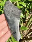 Natural Beautiful 4 01    Megalodon Tooth Fossil Shark Teeth