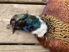 Rooster Ringneck Pheasant Skin No Wings  No Tail Fly Tying fishing  2nd Quality