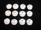 24 White Round Florida Sand Dollars  size  1 1 2 - 2   Coastal Art Crafts Decor