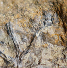 Rare   Unusual Triple Branched Cooksonia   Strange Sporangium Oldest Land Plant