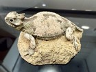 Land   Sea Collectibles Horned Toad Horned Lizard Figurine Vintage 1990s
