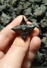 Devils Pod  Trapa Natans Water Chestnuts Lot Of 20 Arts Crafts Grids Protection