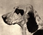 1930s Antique English Setter Print Bert Cobb Hunting Dog Wall Art Decor 6553q