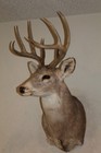 Whitetail Deer Head Shoulder Mount Taxidermy Cape Shed Antler Mule