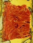 Oversized Antique Microscope Slide By Beck   Thiersch - Human Tongue No 1