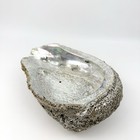 Vintage Abalone Seashell Large 8  Coral Crust