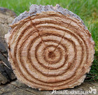 Two Hedgehogs In A Log Resin Ornament Decoration Figurine Hedgehog Lover Gift