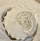 Queen Helmet Collector   s Sea Shell 5    Look
