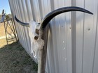 Longhorn Steer Skull 4 Feet 9 Inch Wide Polished Bull Horn Mounted Cow Head