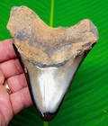 4 77    Megalodon Shark Tooth Real Fossil No Restorations Sharks Teeth