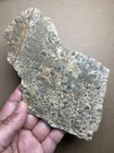 157g Cambrian Period Brachiopod Spirifer Specimen Geologic Rock