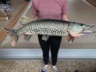 Northern Pike Replica Fish Art  42  2d Flat Metal Northern Pike Wall Mount Decor