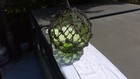 Japanese Glass Fish Floats -  Lime- Large