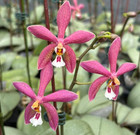 Phalaenopsis Bronze Maiden  rio  - Fragrant  Great Roots  Silver Leaf  Free Ship