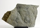 Tirasiana Coniformis Precambrian Ediacaran  ediacarian  Vendian  Fossil