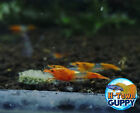 10 1 Orange Rili - Freshwater Neocaridina Aquarium Shrimp  Live Guarantee