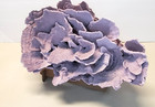 Vintage Large Coral Specimen     Foliose    lettuce    Coral  Soft Dusty Lavender