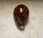 F Cypraea Pantherina Wow Great Color 88 9 Mm F     Red Sea Shell Natural Glossy
