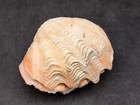 Derasa Clam Seashell White Tridacna Derasa  1 Shell Approx  3  Inches 
