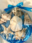 Beautiful Seashells W descriptions In A 11 5 In  Glass Bowl In Gift Box W bow  4