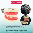 Us Kilgore Nissin 200 Style Dental Typodont Model 28 Pcs Removable Teeth M8011