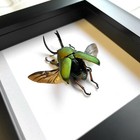 Saw Tooth Stag Beetle  lamprima Adolphinae  Deep Box Frame Display Insect Bug 