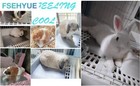 Small Pet Cooling Pad Rabbit Bunny Hamster Guinea Pig  Chinchilla Reptile Icebed