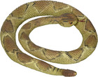 Rubber Replica Diamondback Rattlesnake Snake 36 Inch Reptile By