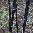  5  Black Timber Bamboo Phyllostachys Nigra Live Root   Rhizome Bare Root Plant