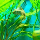 Live Aponogeton Aquarium Plants Bulbs Aquatic Plants Freshwater Fish Tank