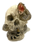 Cranium Goth Skeleton Head With Cobra Snake Habitat Skull Statue Figurine 4 25 h