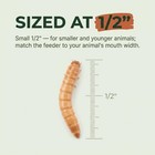 Mealworms - Small 1000 Count
